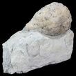 Cystoid (Holocystites) Fossil - Indiana #44607-1